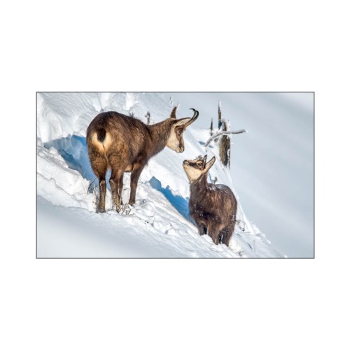 Chamois